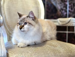 white and brown short fur cat on armchairs inside the room thumbnail