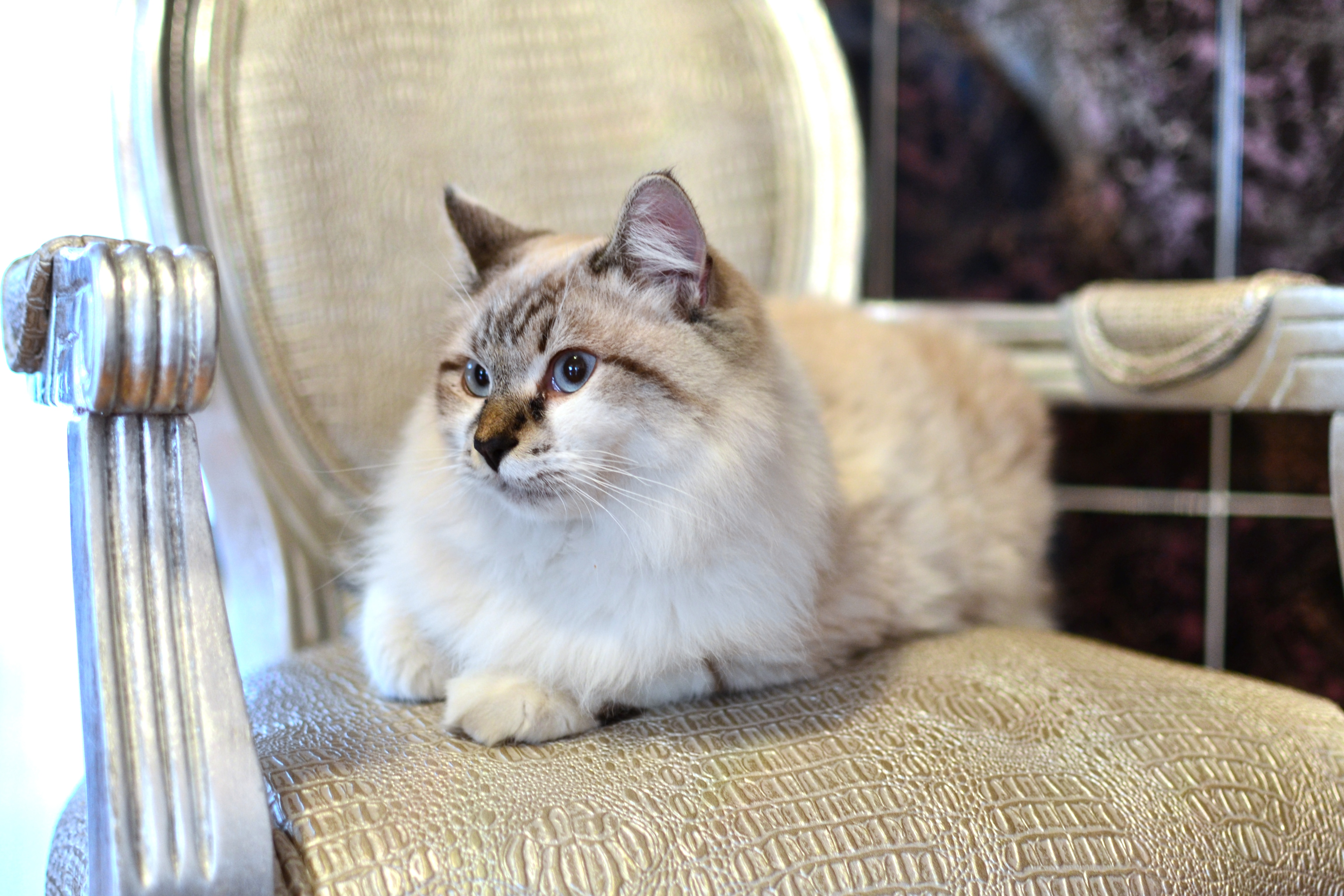 white and brown short fur cat on armchairs inside the room