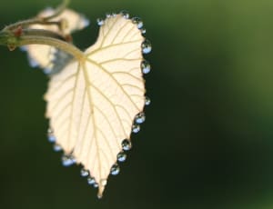 white leaf plant thumbnail