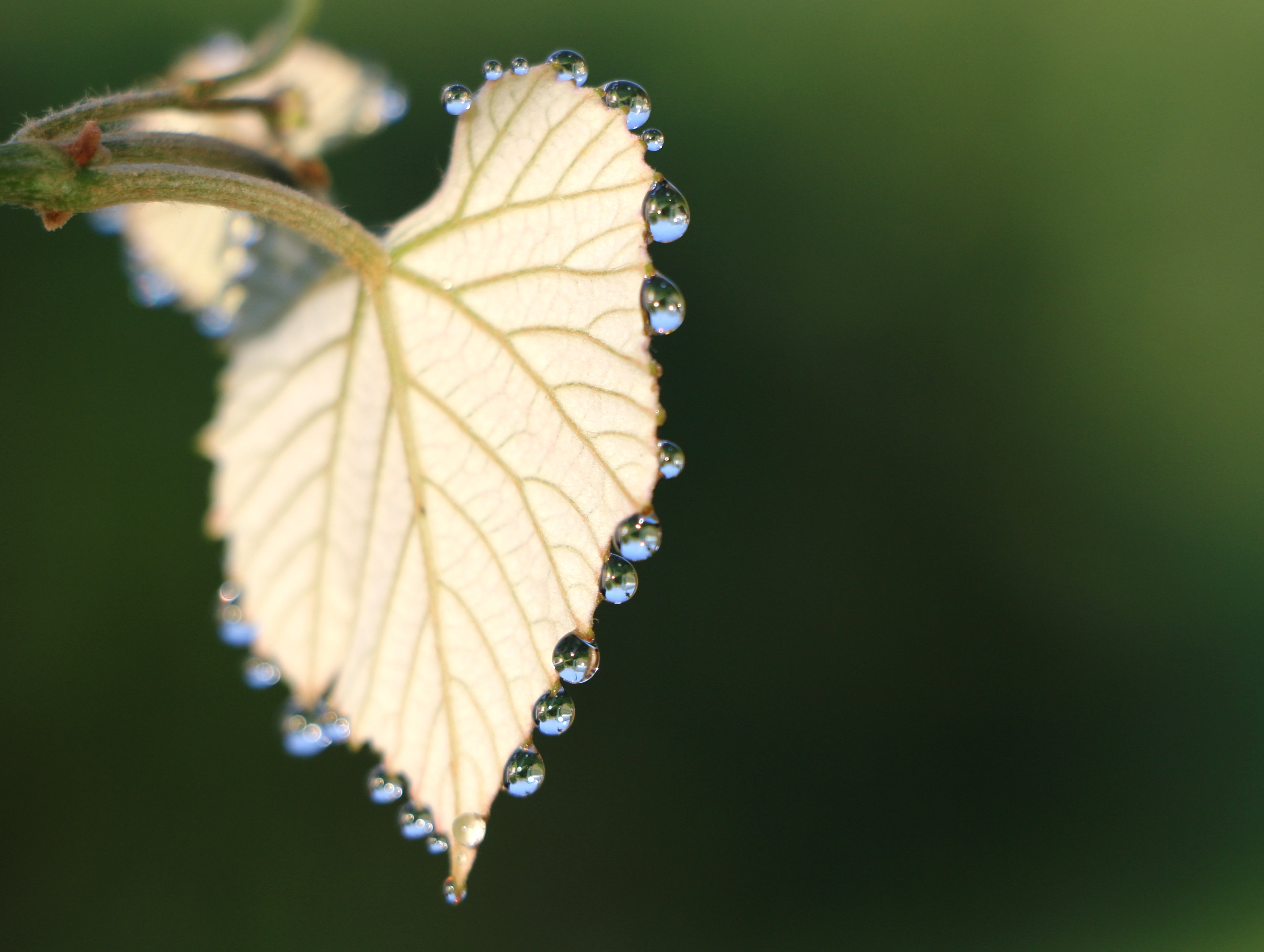 white leaf plant