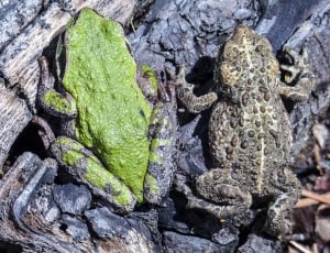 green gray and gray beige frog thumbnail