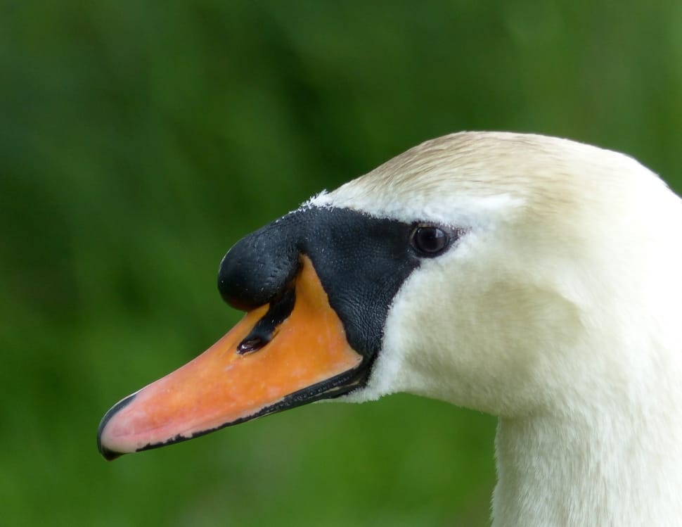 mute swan close up photo preview