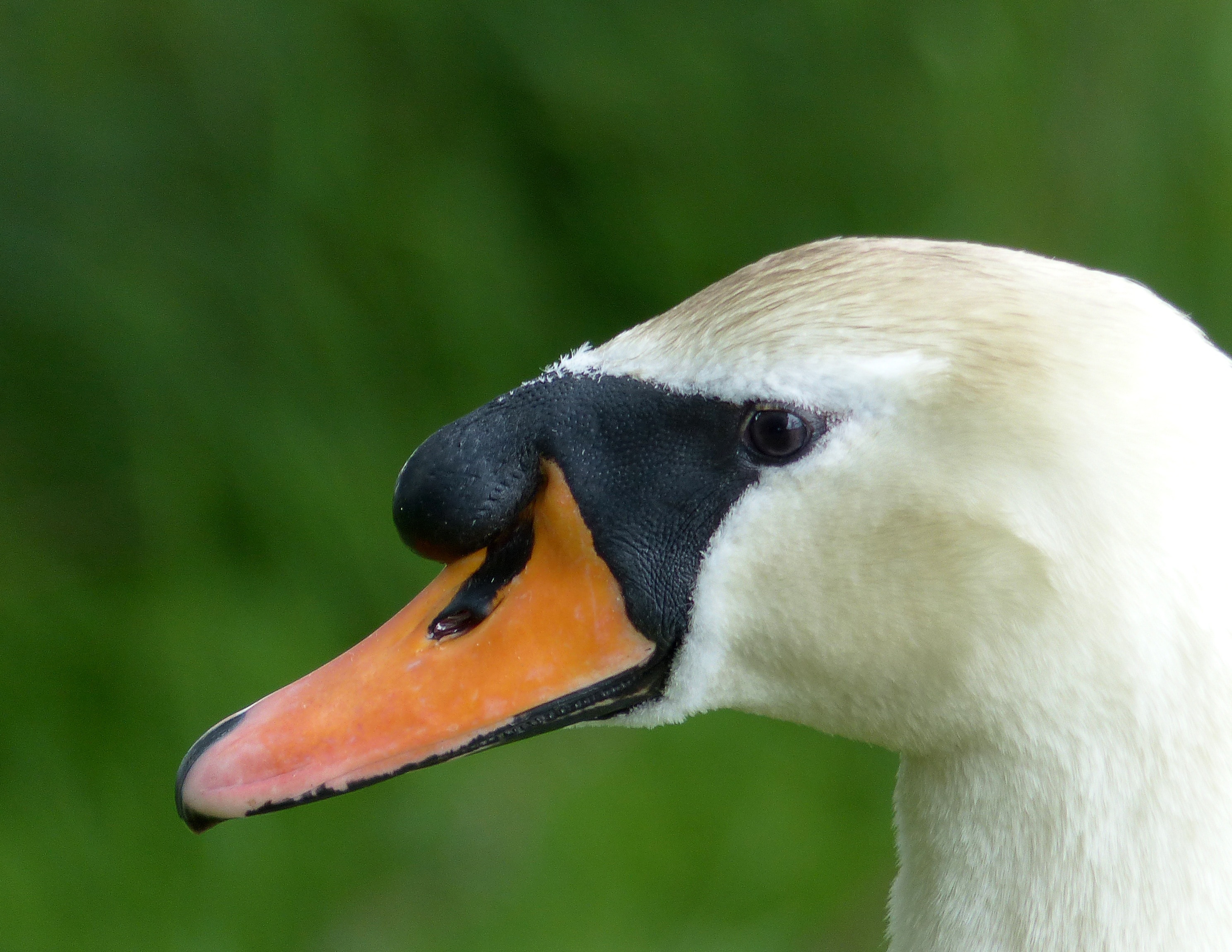 mute swan close up photo