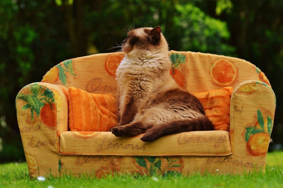 tan and brown cat on orange sofa during daytime preview