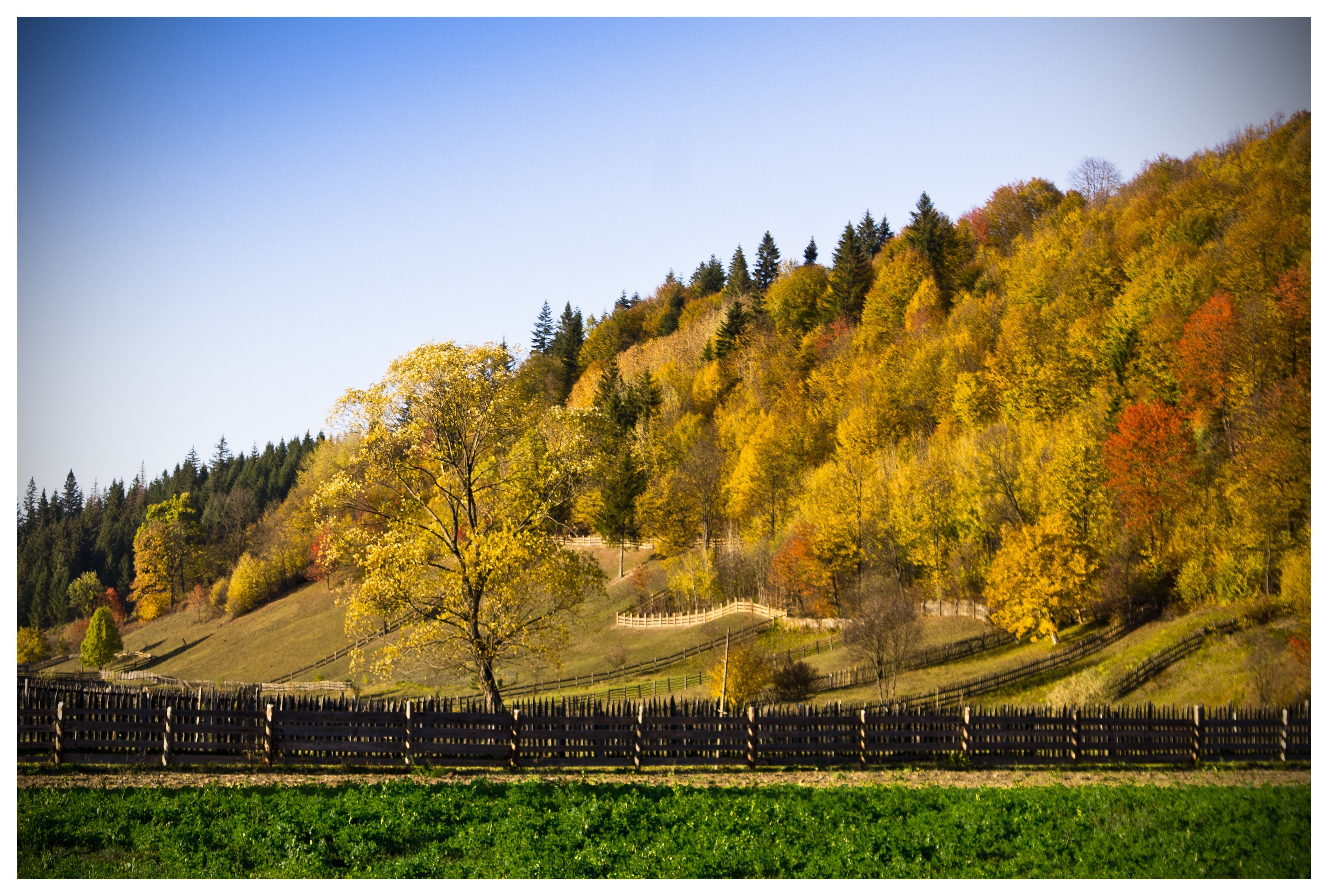 brown wooden fences beside green field during daytime