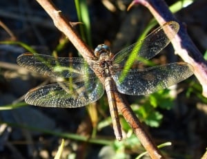 Brightness, Dragonfly, Wings, Insect, one animal, animals in the wild thumbnail