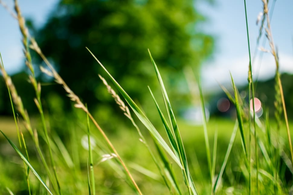 shallow photography of green grass during daytime preview