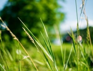 shallow photography of green grass during daytime thumbnail