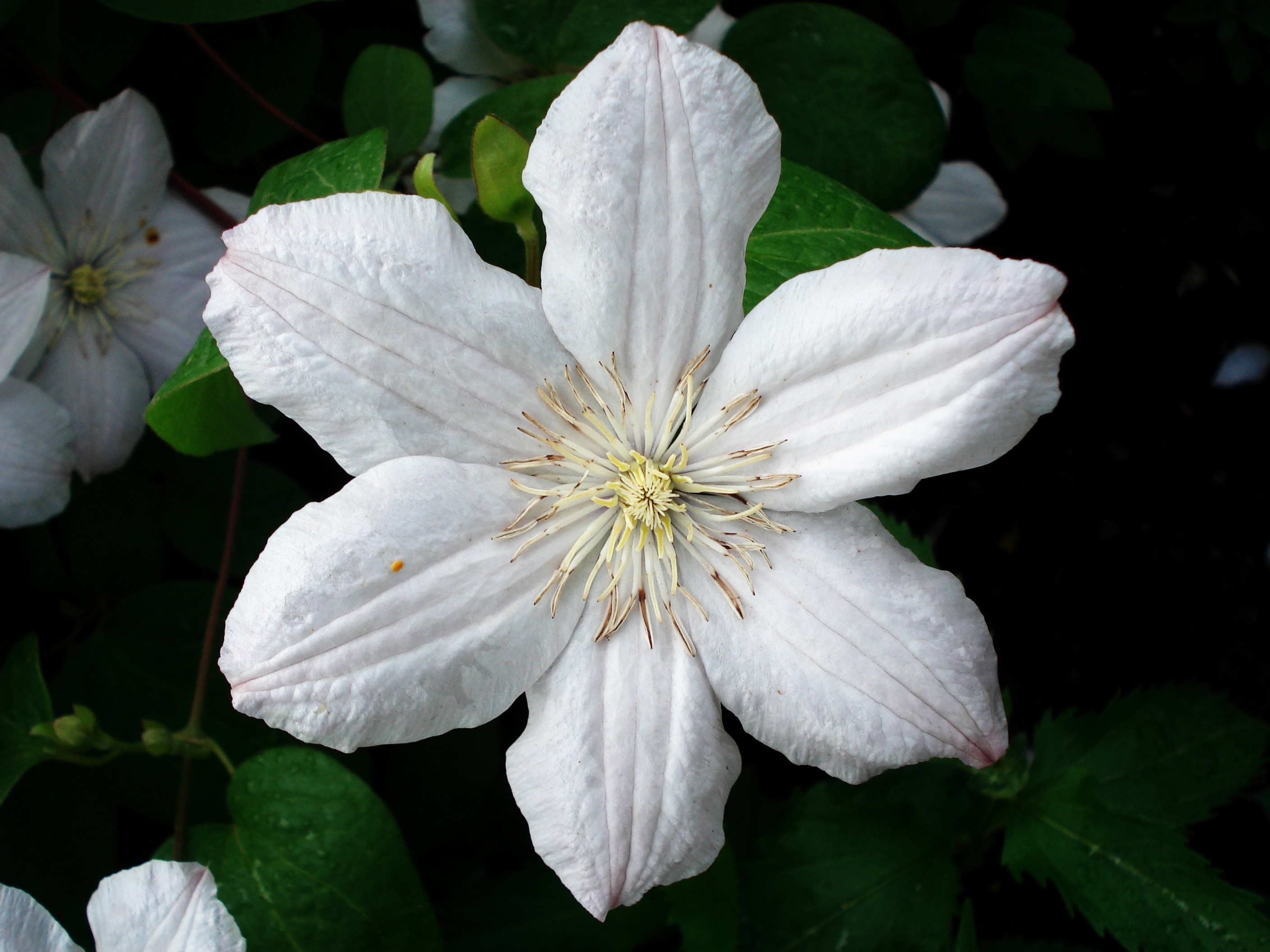 white 6 petaled flower