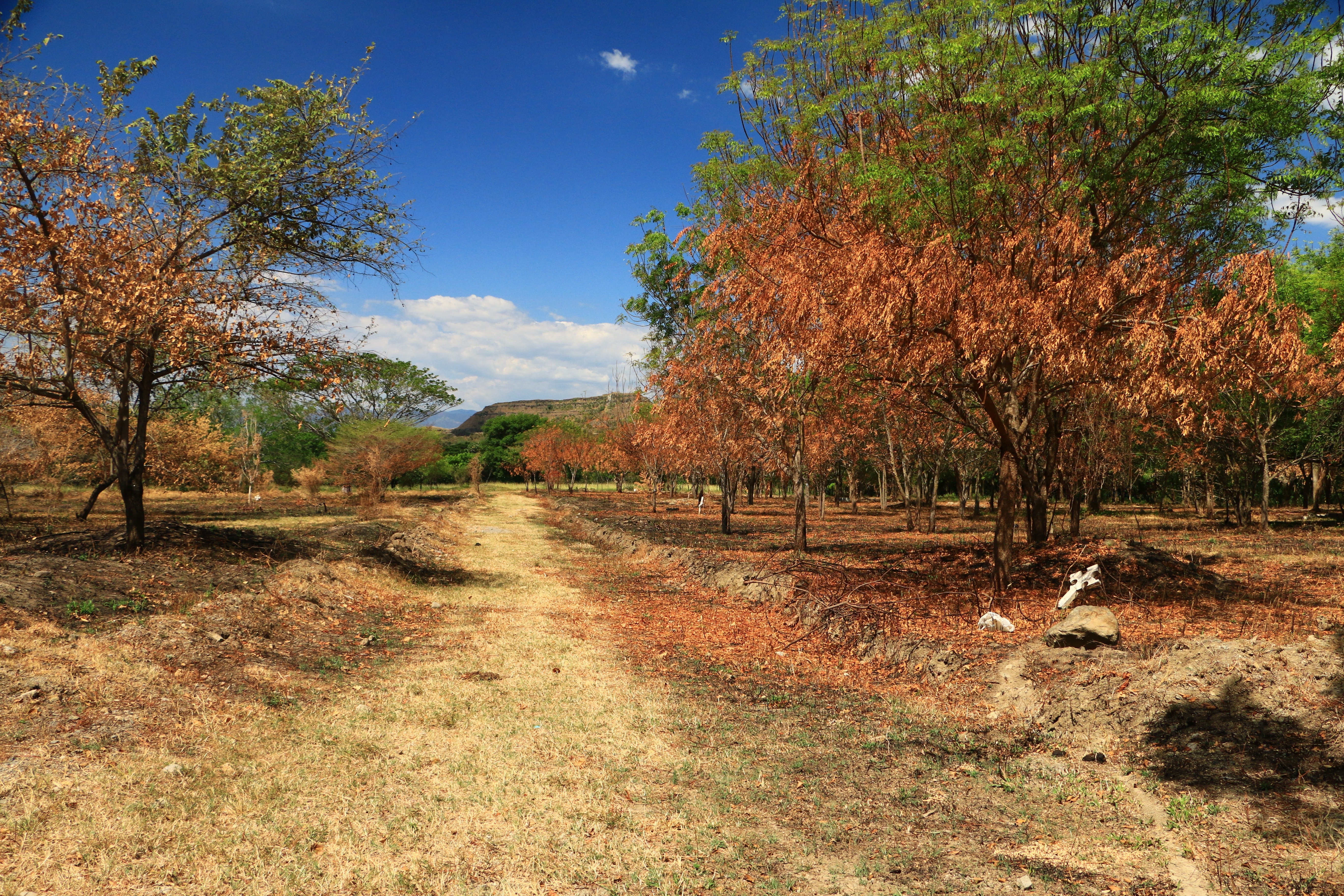 Landscape, Gunsmith, People, Tolima, tree, autumn