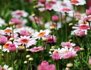 white and pink flower field thumbnail