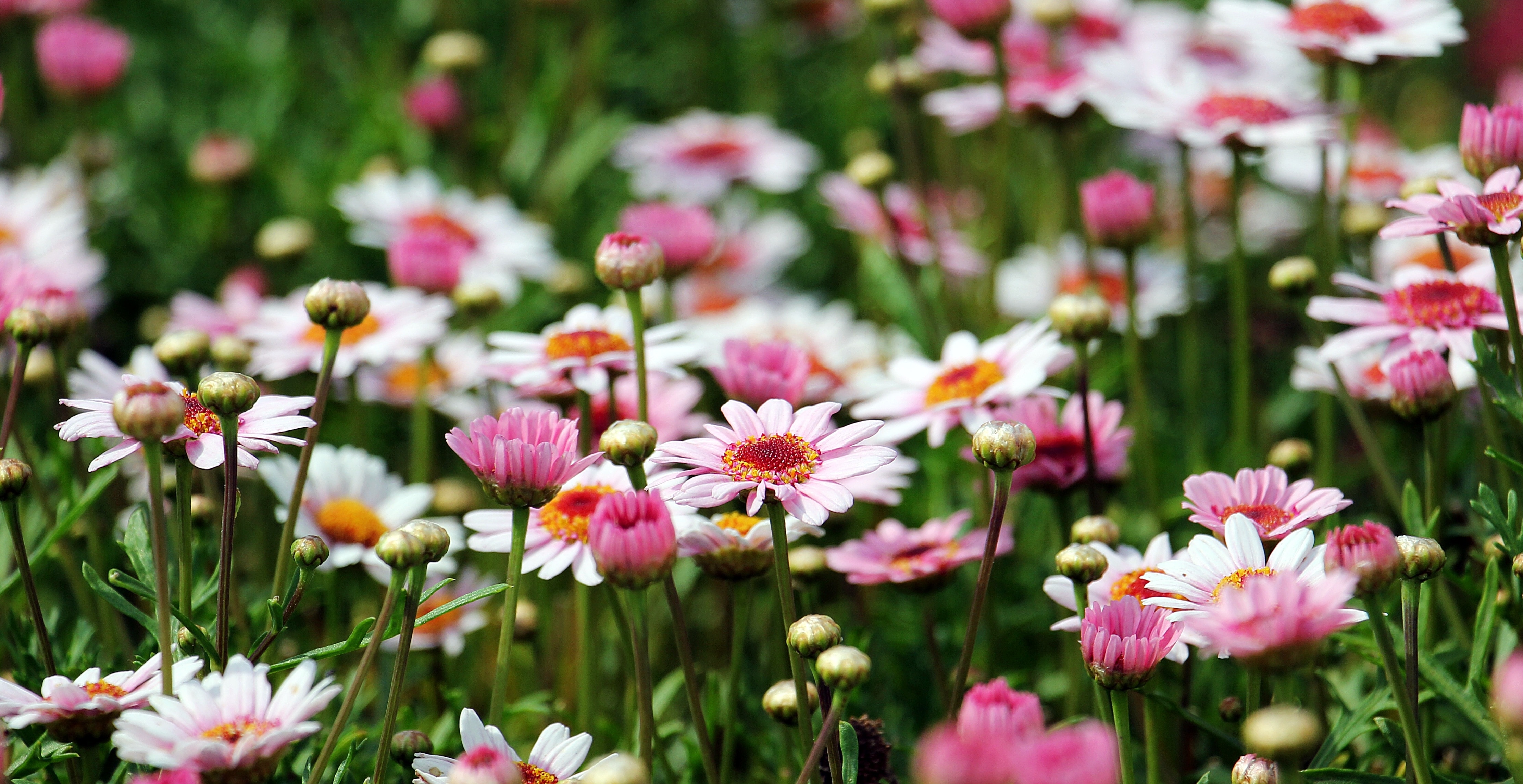 white and pink flower field