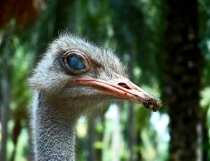 grey ostrich head thumbnail