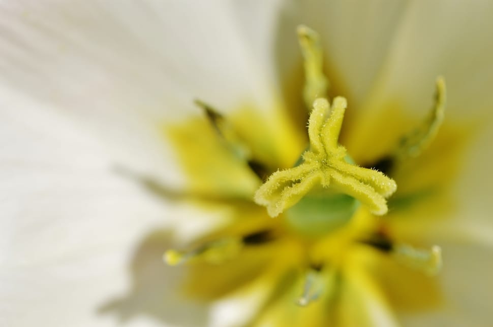 yellow and white flower preview