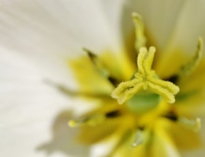 yellow and white flower thumbnail