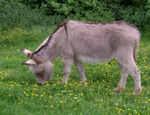 Donkey, Ass, Equus Africanus Somaliensis, grass, animal themes thumbnail
