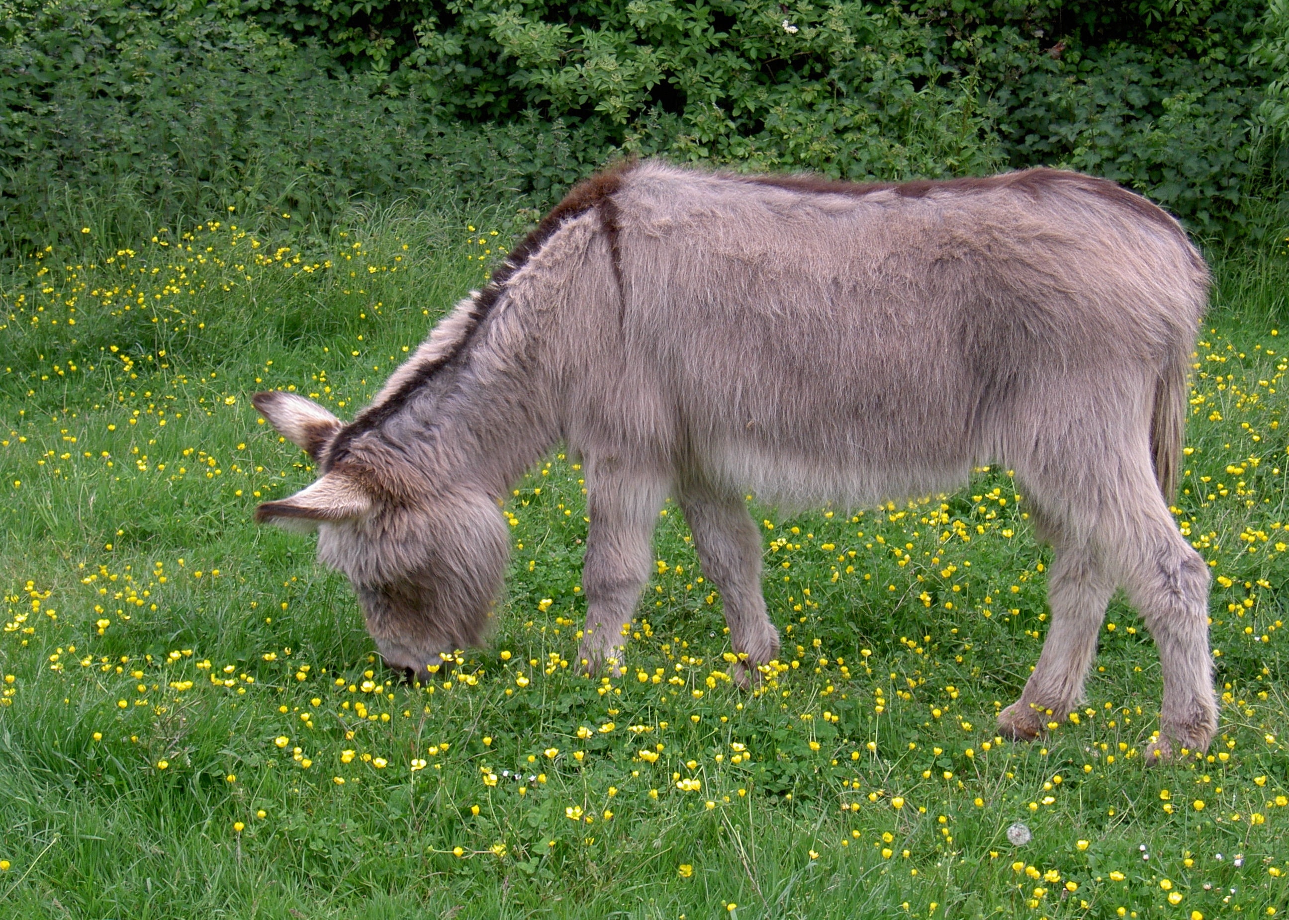 Donkey, Ass, Equus Africanus Somaliensis, grass, animal themes