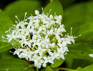 Tiny, Wild Plant, White, Blossom, Forest, flower, green color thumbnail