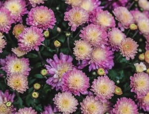 purple and yellow flowers thumbnail