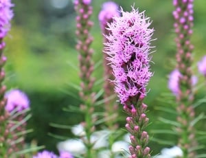 purple bottlebrush shaped flower thumbnail