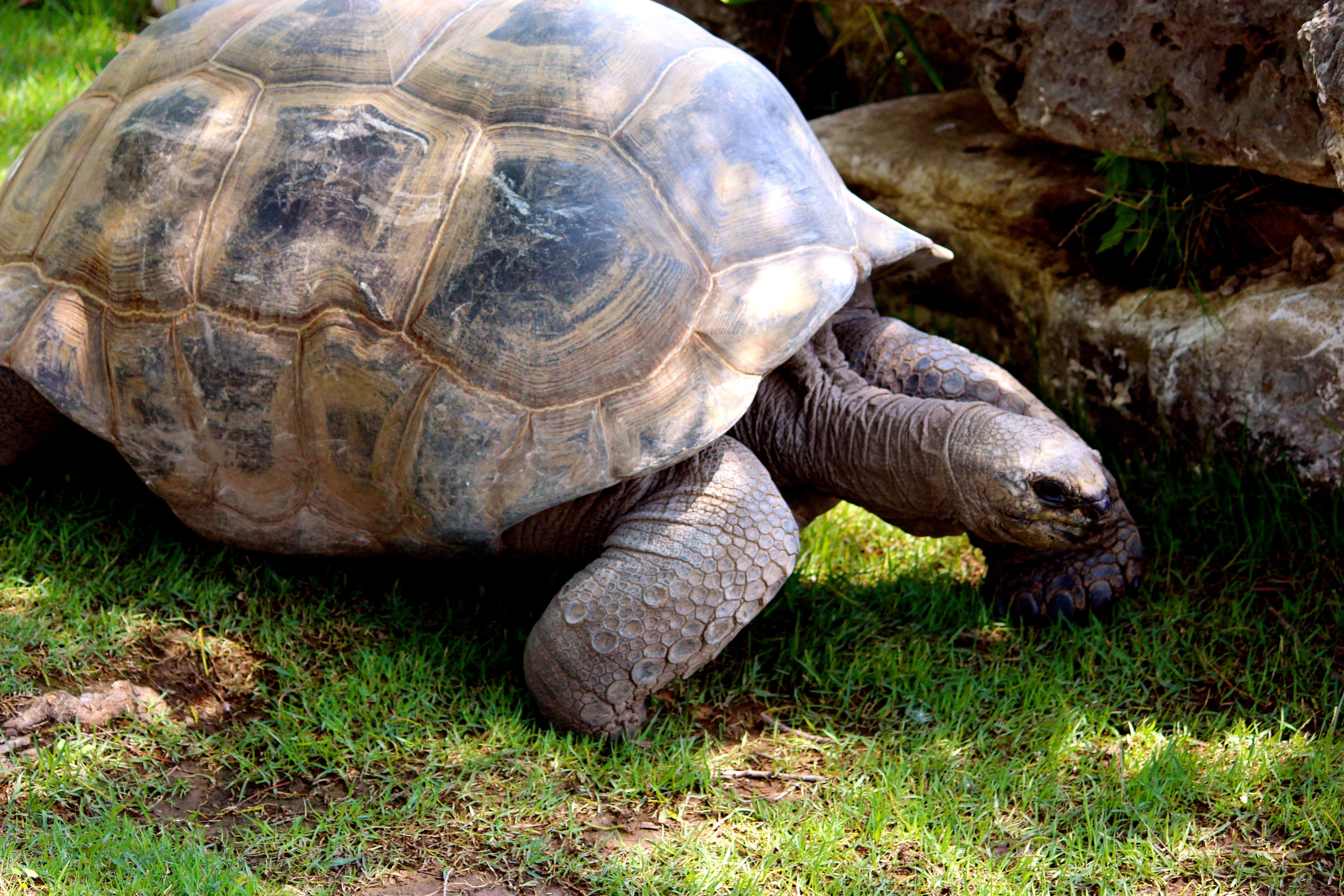black and brown tortoise