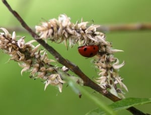 spotted ladybug thumbnail