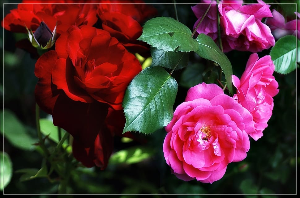 pink and red roses preview
