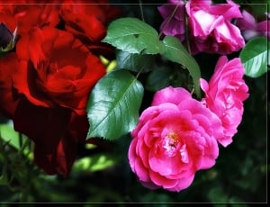pink and red roses thumbnail