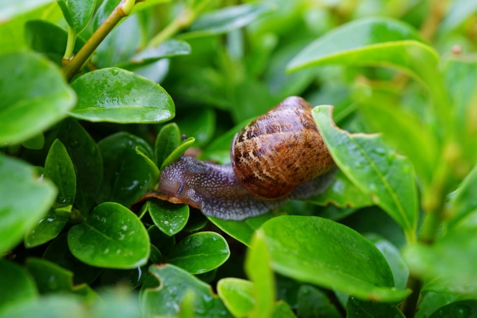 brown snail on green leaf preview