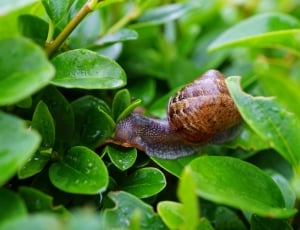 brown snail on green leaf thumbnail