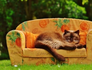 British Shorthair, Sofa, Couch, Cat, grass, one animal thumbnail