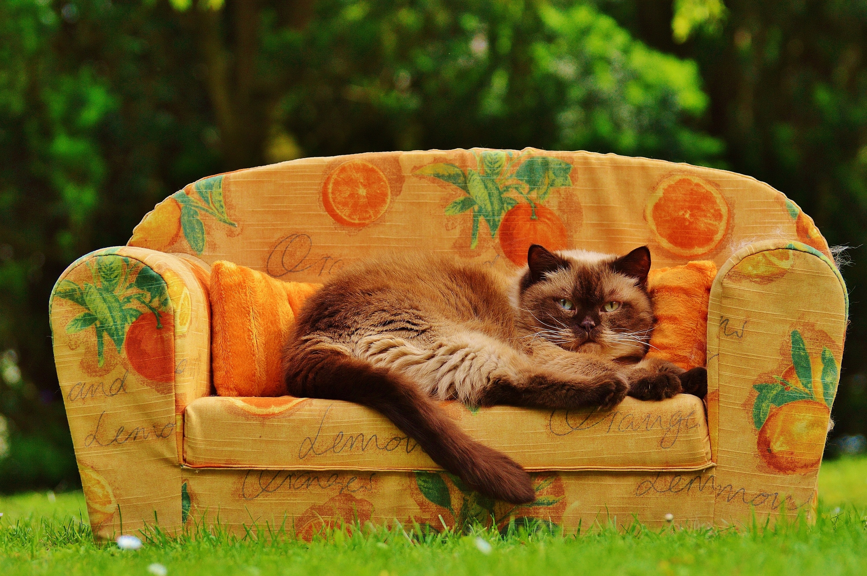 British Shorthair, Sofa, Couch, Cat, grass, one animal