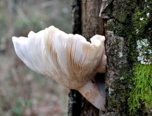 white and beige tree mushroom thumbnail