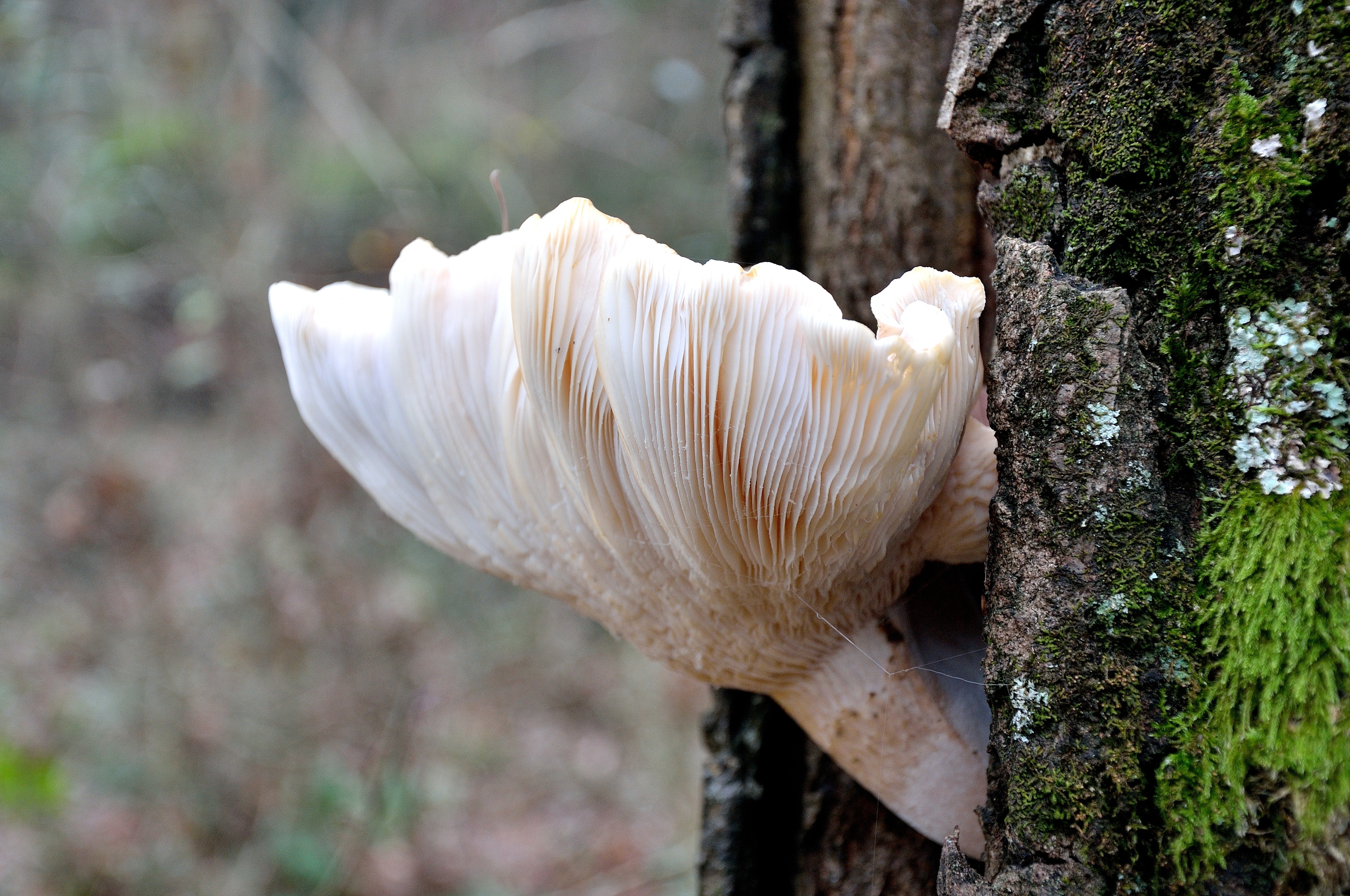 white and beige tree mushroom
