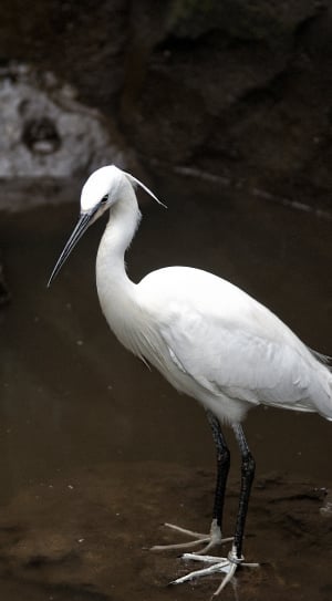 white and black long beak bird on body of water thumbnail