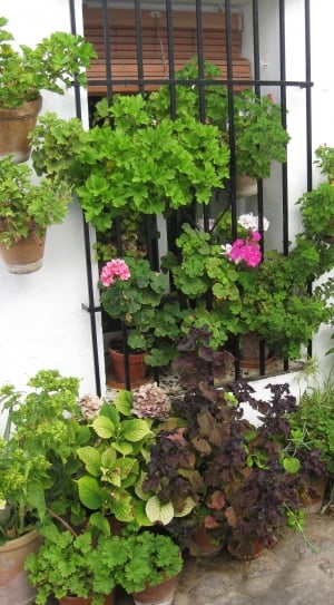 Window, Flowers, Geraniums, plant, growth thumbnail