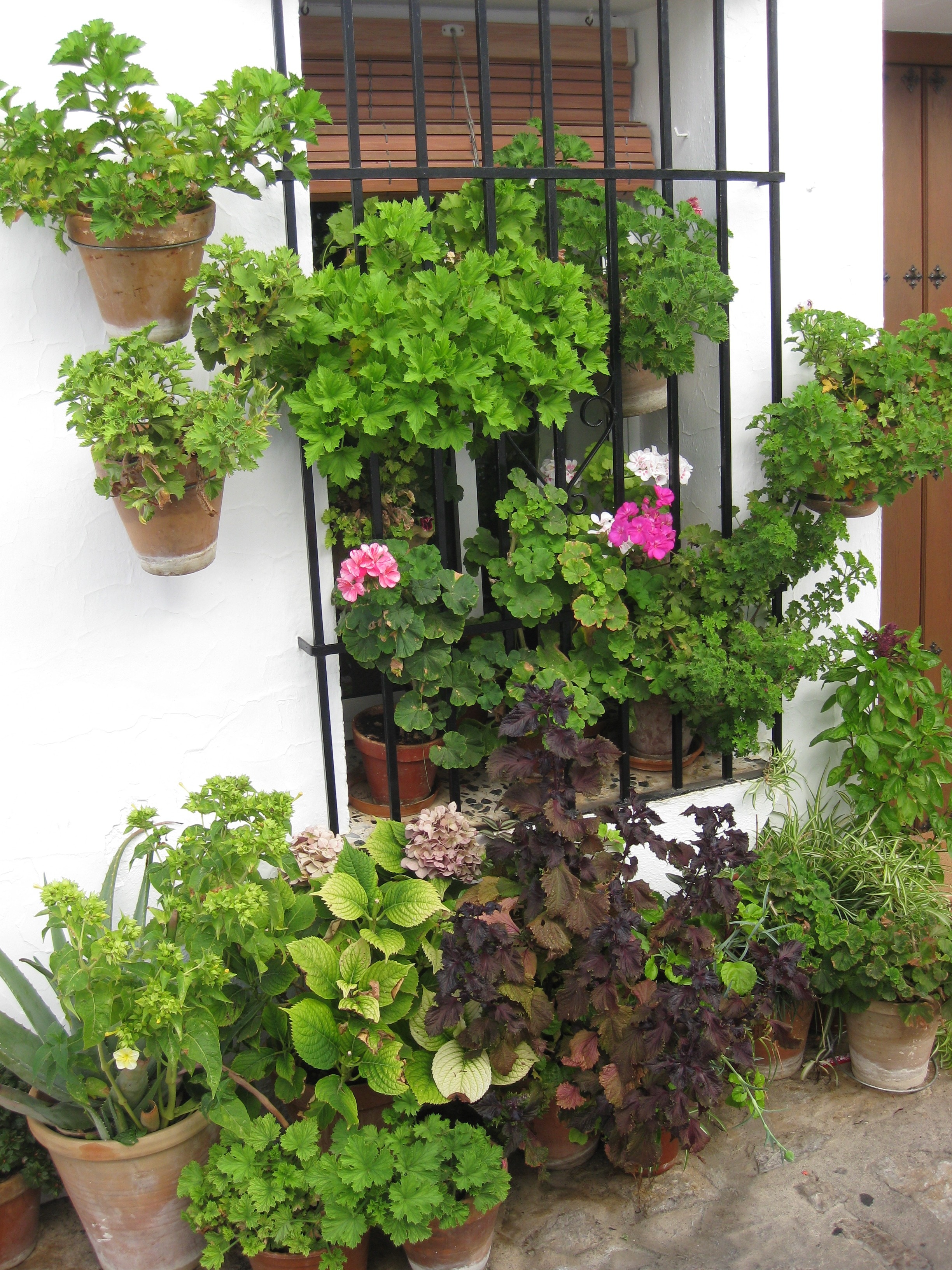 Window, Flowers, Geraniums, plant, growth
