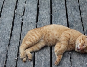 orange and white short fur cat thumbnail