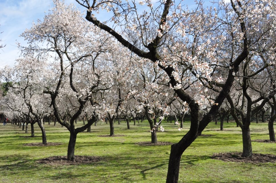 white leaf tree preview