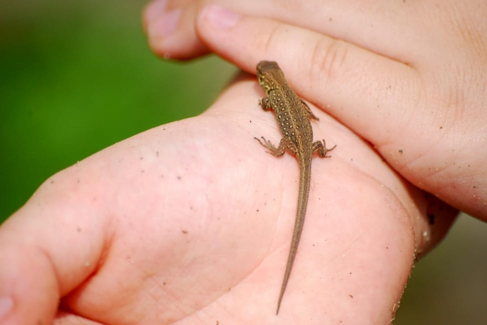 brown lizard preview