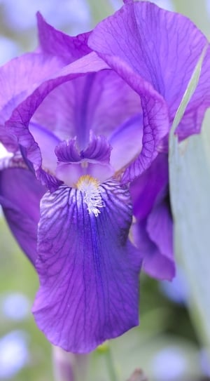 Flower, Blossom, Blossomed, Iris, Bloom, flower, purple thumbnail