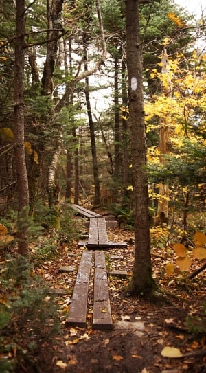 wood board pathway between trees thumbnail