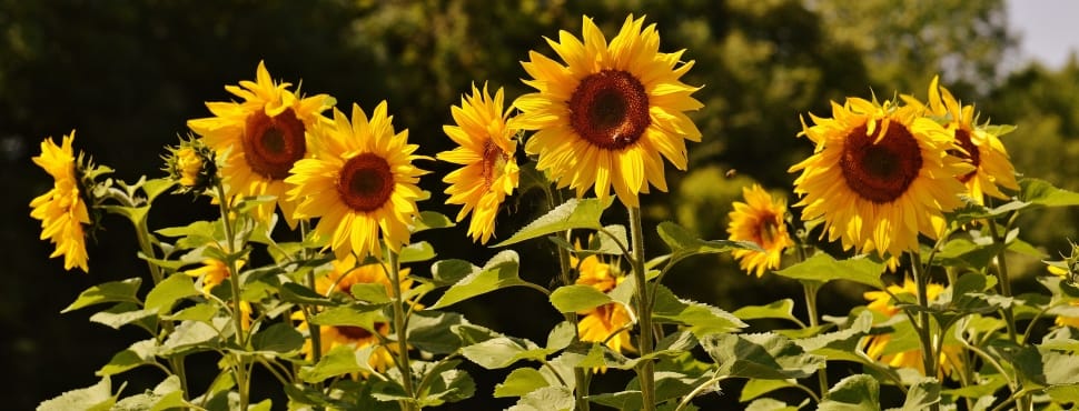 sunflowers preview