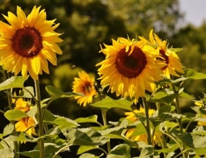 sunflowers thumbnail