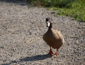 brown duck thumbnail