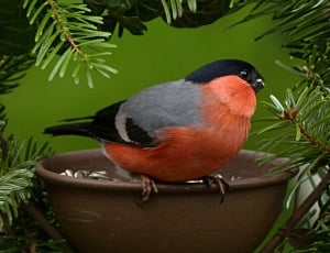 red gray and black bird thumbnail