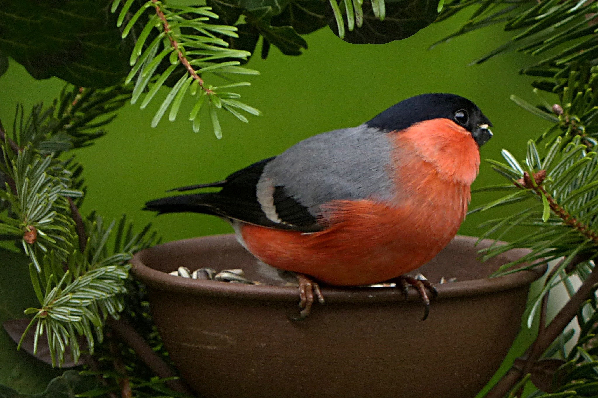 red gray and black bird