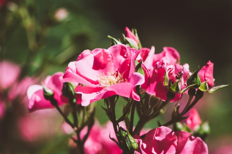 focused photo of pink flowers preview
