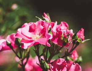 focused photo of pink flowers thumbnail