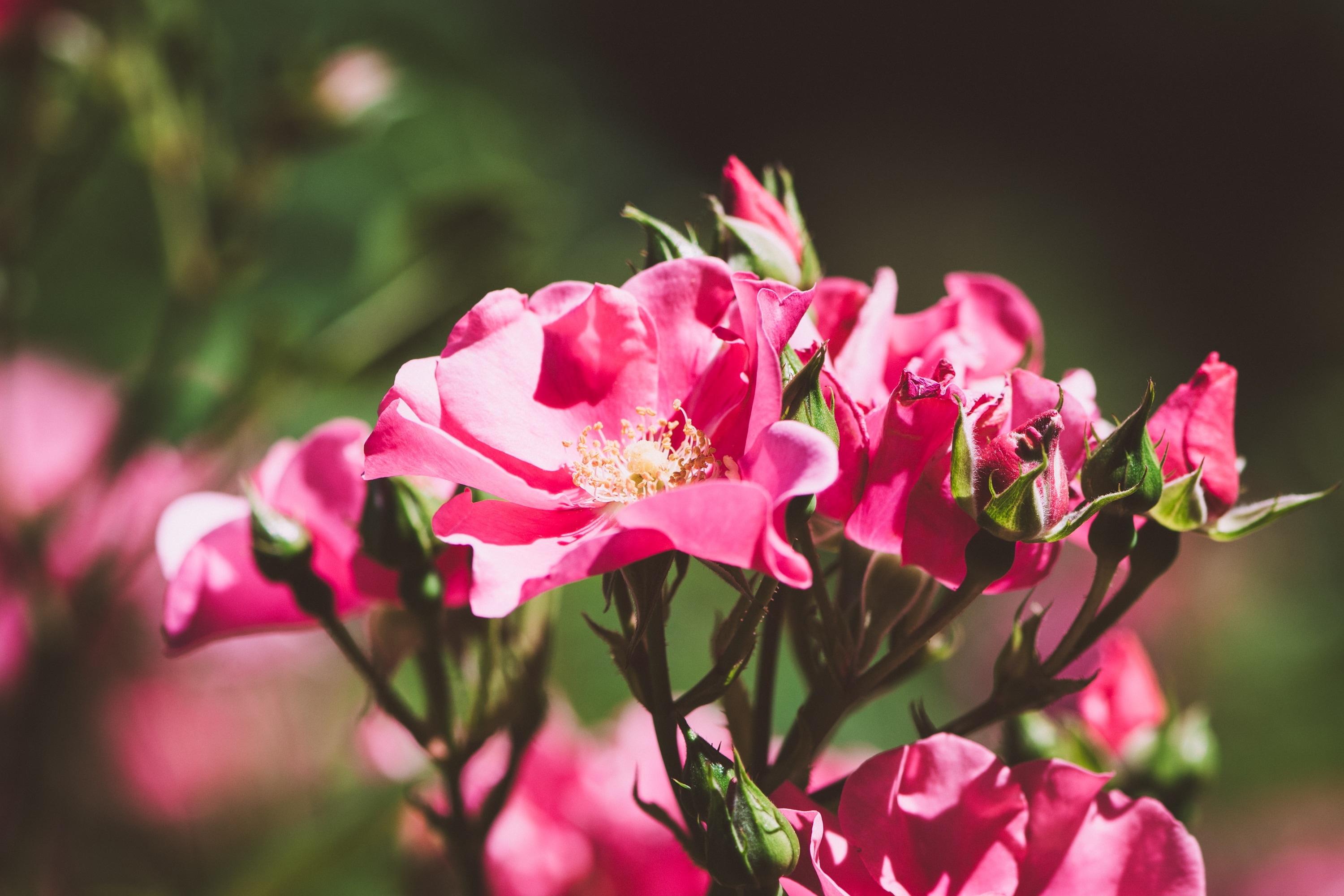 focused photo of pink flowers